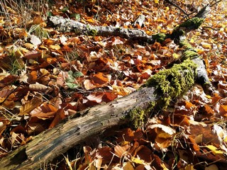 Spessart im Herbst