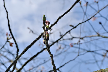 真ん中に伸びるソメイヨシノの蕾