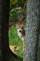 Wolf oder Grauwolf (Canis lupus)