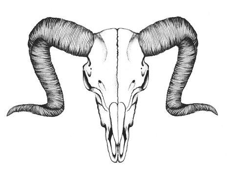 A Black & White Realistic Boho Rams Skull Fine-liner Illustration