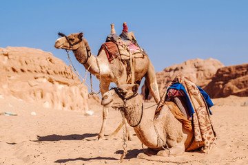 Two camels in Egypt desert