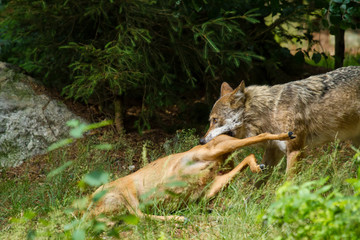 Wolf oder Grauwolf (Canis lupus) in Deutschland