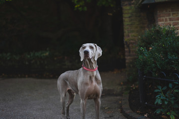 Weimaraner dog in London park
