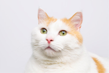 Fototapeta na wymiar Cute white cat portrait at white background with copy space.