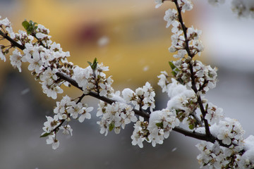 snowy flowers