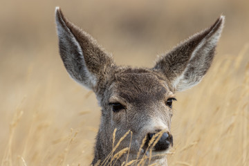 Mule Deer Does in Fall