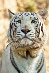 Fototapeta na wymiar Weißer Bengal-Tiger (Panthera tigris tigris)