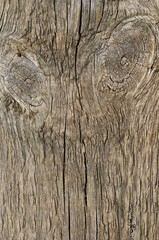 Close-up of old weathered plank with knots. Abstract wood texture.