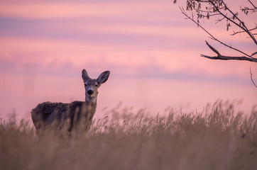 Mule Deer Doe at Sunrise