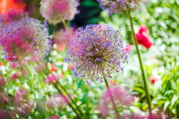 Allium 'Globemaster' ornamental onion in a summer gaden
