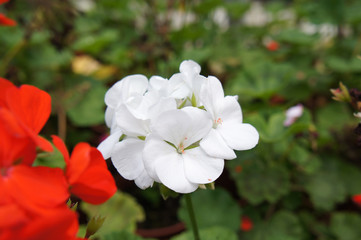 Geranium plant planted in a plant nursery in Cameron Highland, Malaysia. Planted in small pots for easy to sale to customers.