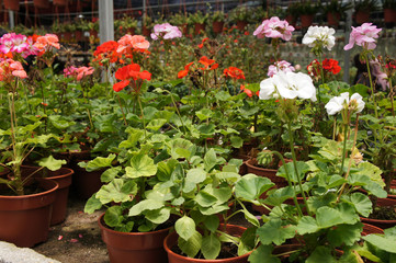 Fototapeta na wymiar Geranium plant planted in a plant nursery in Cameron Highland, Malaysia. Planted in small pots for easy to sale to customers.