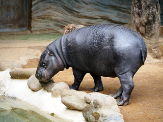 水辺にたたずむ可愛いコビトカバ