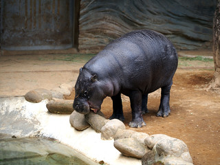 水辺の石を噛む可愛いコビトカバ