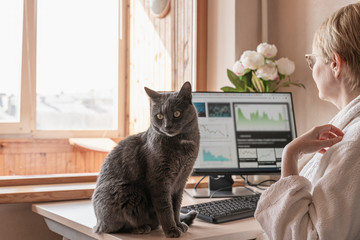 Gray cat sitting on table at working place with IT equipment at home. Woman in home clothing working on computer before big monitor. Office moving to flat and remote work concept.