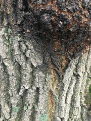The bark of the willow tree near