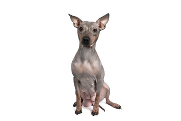 Portrait of an American Hairless Terrier dog isolated against white background