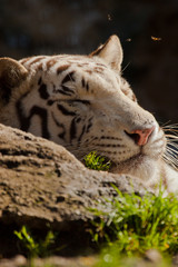 Weißer Bengal-Tiger (Panthera tigris tigris)