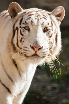 Weißer Bengal-Tiger (Panthera tigris tigris)