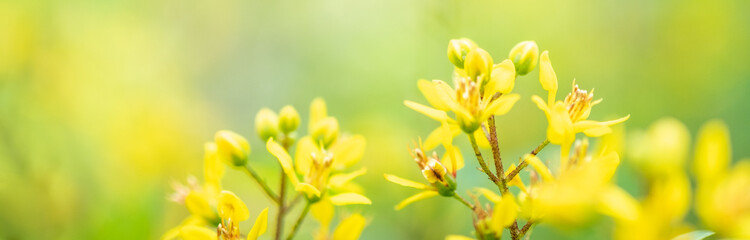 Obraz premium Amazing nature view of yellow leaf on blurred greenery background in garden and sunlight with copy space using as background natural green plants landscape, ecology, fresh wallpaper concept.