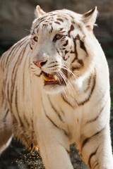 Fototapeta premium Weißer Bengal-Tiger (Panthera tigris tigris)