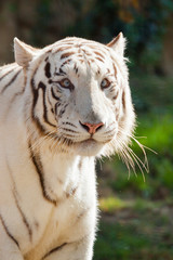 Weißer Bengal-Tiger (Panthera tigris tigris)