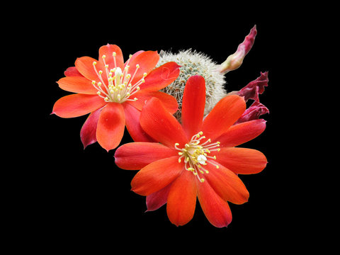 Flowers, Buds and Faded Ovary of a Cactus Rebutia Deminuta, Old Name of Aylostera Deminuta, Close-Up, Isolated On Black Background