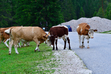Fototapeta na wymiar Kuhherde auf einer Straße in den Alpen
