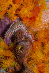  bearded fireworm,Hermodice carunculata