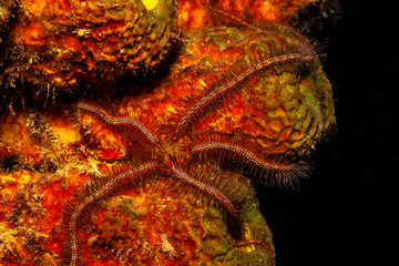 Caribbean coral garden Brittle stars or ophiuroids