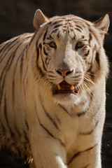 Weißer Bengal-Tiger (Panthera tigris tigris)