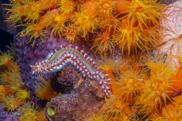  bearded fireworm,Hermodice carunculata