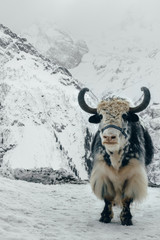 yak in snow