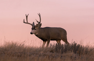 Naklejka na ściany i meble Mule Deer Buck at Sunset in Colorado in Fall