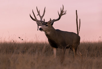 Mule Deer Buck at Sunset in Colorado in Fall