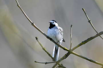 songbird wagtail motacilla alba on a branch in spring
