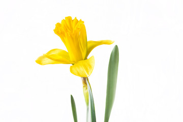 Beautiful yellow daffodil close up on white background