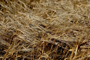 Wheat field
