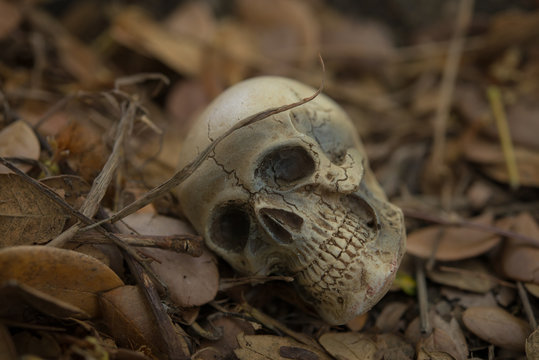 Skull and bones digged from pit in the scary graveyard / Still life and selective focus