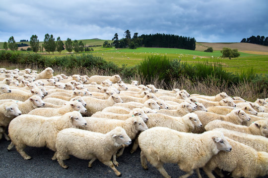 White thin sheeps wool