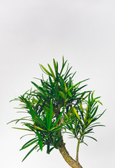 green plant isolated on white background