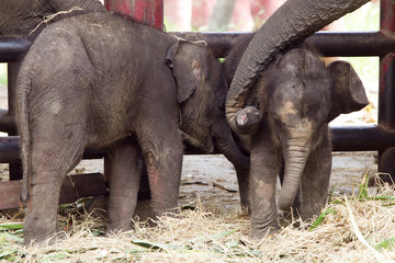 Fototapeta premium elephant