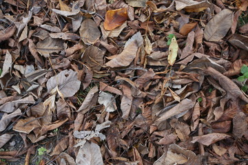 Background of colorful autumn leaves on forest floor . Abstract autumn leaves in autumn suitable as background . Autumn leaves on a meadow . Yellow leaves on the floor .