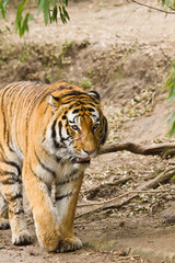 Sibirischer Tiger (Panthera tigris altaica)