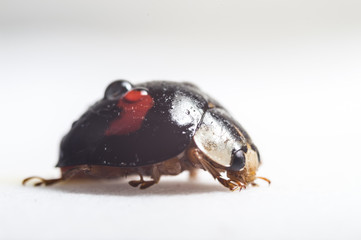 black and red ladybug on a white background