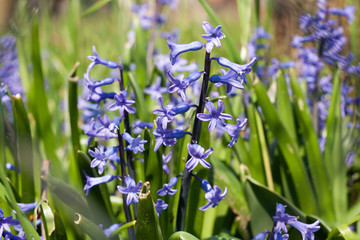 fiori di campo