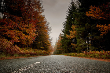 Obraz premium Autumn forest open road snakepass