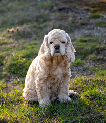 American cocker spaniel