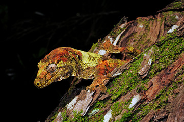 mossy New Caledonian gecko / Neukaledonischer Flechtengecko (Mniarogekko chahoua)  Île des Pins, New Caledonia / Neukaledonien  - obrazy, fototapety, plakaty