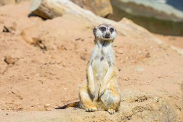Fototapeta premium Funny meerkatin the zoo aviary